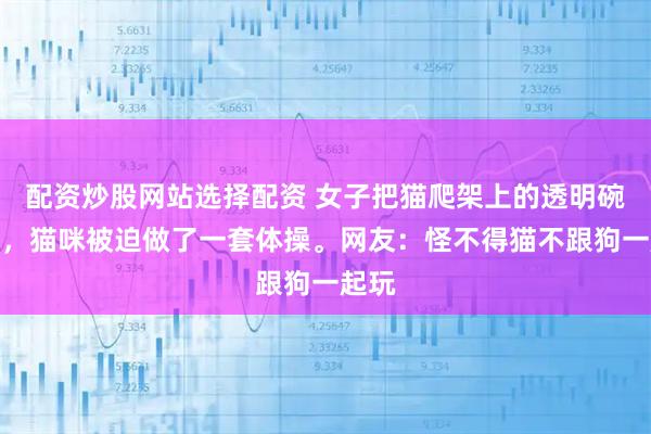 配资炒股网站选择配资 女子把猫爬架上的透明碗拿走，猫咪被迫做了一套体操。网友：怪不得猫不跟狗一起玩